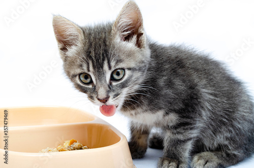 Little gray kitten on a white background. The cat eats food, canned food from a beige bowl. The kitten stuck out his tongue. Kitty shows tongue in macro.