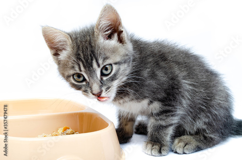 Little gray kitten on a white background. The cat eats food, canned food from a beige bowl. The kitten stuck out his tongue. Kitty shows tongue in macro.