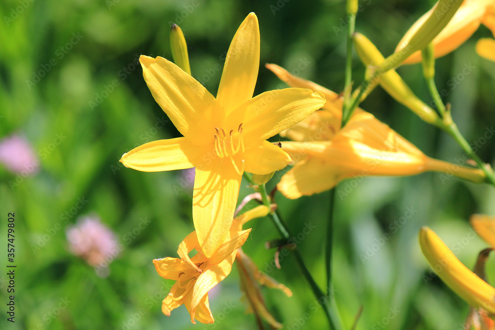 spring flowering of bright flowers in park spring flowering of bright flowers in park
