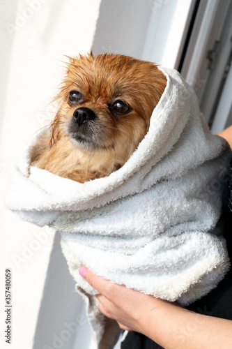 Obraz na płótnie Happy little dog in the bathroom after a bath wrapped in a towel w salonie