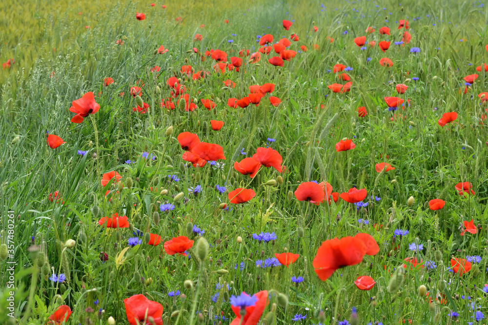 Fototapeta premium Maki i chabry wśród zielonego zboża na polu w pochmurny dzień.