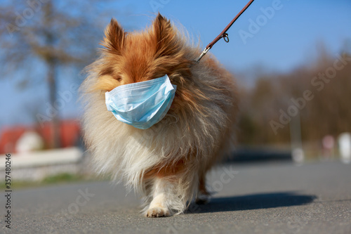 to go for a walk with a shetland shepdog with a mask photo