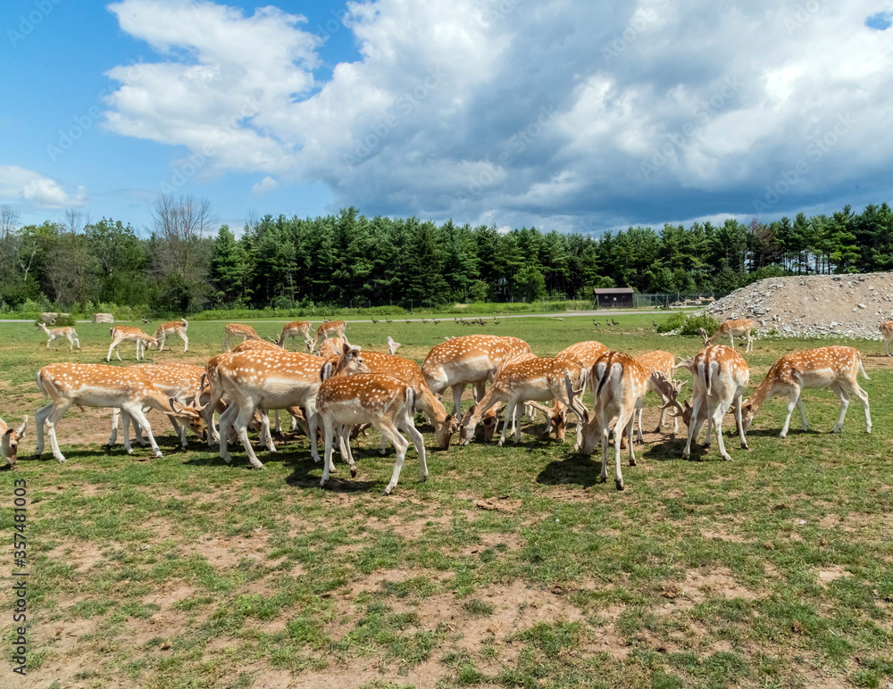 Persian Fallow deer or Dama Dama Mesopotamica Deer in Hamilton Safari, Ontario, Canada Persian Fallow deer or Dama Dama Mesopotamica Deer in Hamilton Safari, Ontario, Canada