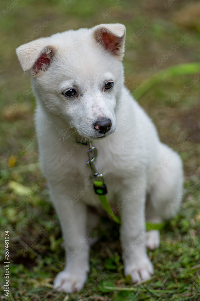 Portrait of a white cute dog puppy sitting on the grass, selective focus.