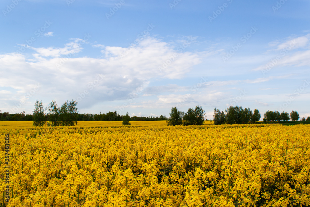 Beautiful field of yellow rape and green trees. Meadow with a forest Cultivation of agricultural crops. Spring sunny landscape with blue sky. Wallpaper of nature