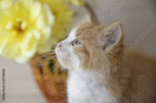 Near the basket with yellow roses there is a beautiful white-red fluffy cat with green eyes.