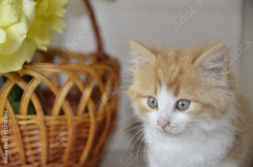 Near the basket with yellow roses there is a beautiful white-red fluffy cat with green eyes.