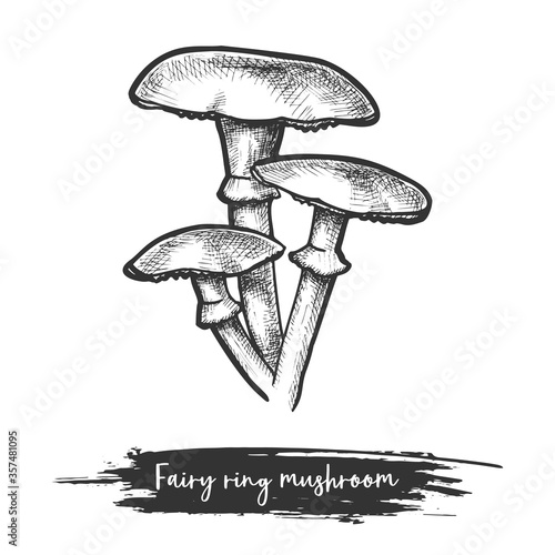 Sketch of forest or wood mushroom in fairy ring