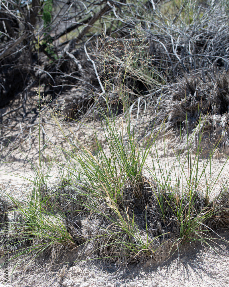 Alkali sacaton (Sporobolus airoides) is a perennial bunch grass species