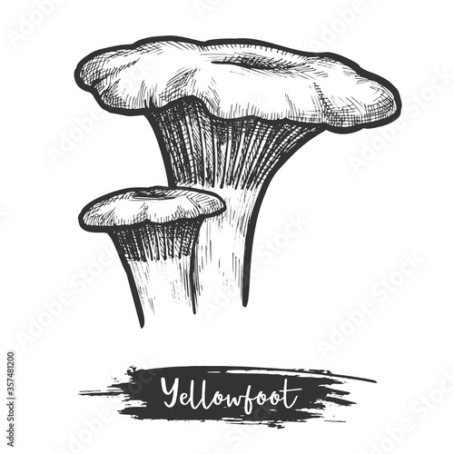 Yellowfoot bolete or chrome-footed mushroom sketch vector