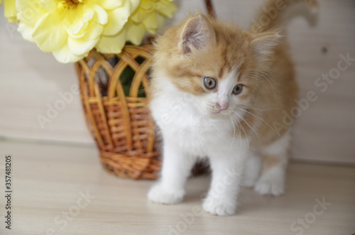 Near the basket with yellow roses there is a beautiful white-red fluffy cat with green eyes.