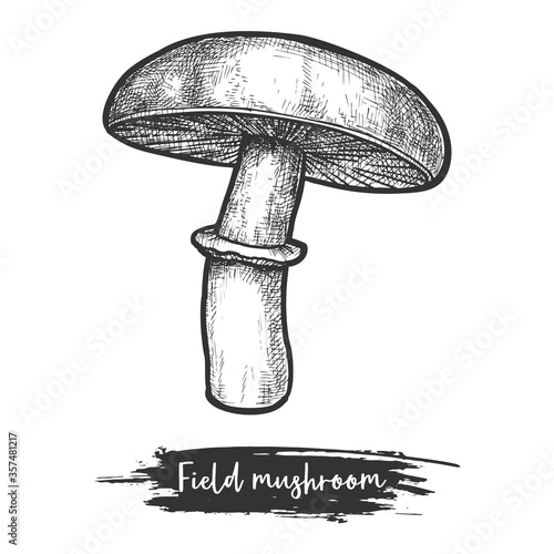 Meadow or field mushroom vintage illustration vector