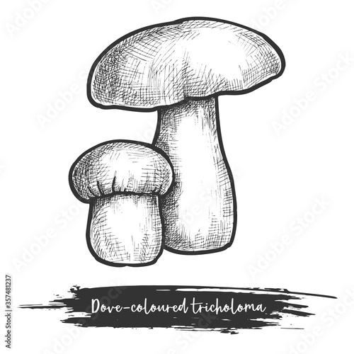Tricholoma vintage sketch, dove-coloured mushroom vector illustration