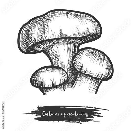 Vector sketch of forest mushroom. Cortinarius illustration