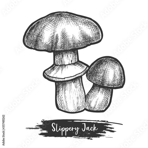 Sketch of bolete fungus or autumn mushroom