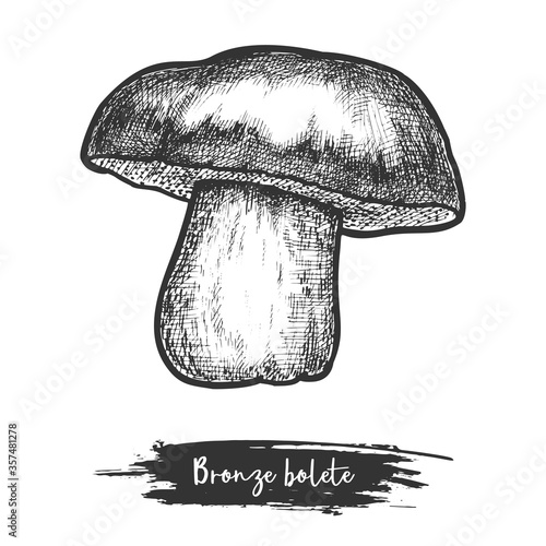 Cut mushroom vector illustration. Bronze bolete plant