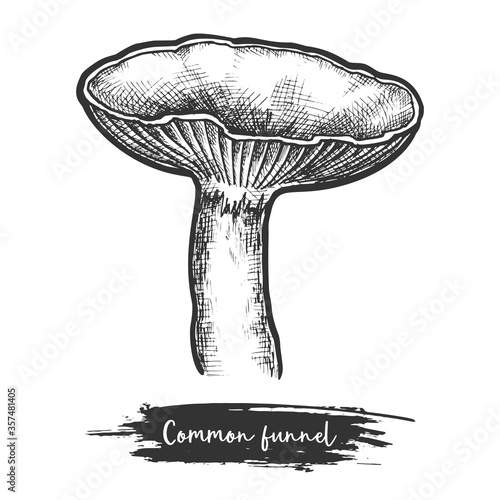 Common funnel mushroom sketch. Fungus vector illustration