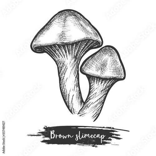 Hand drawn sketch of brown slime cap or mushroom