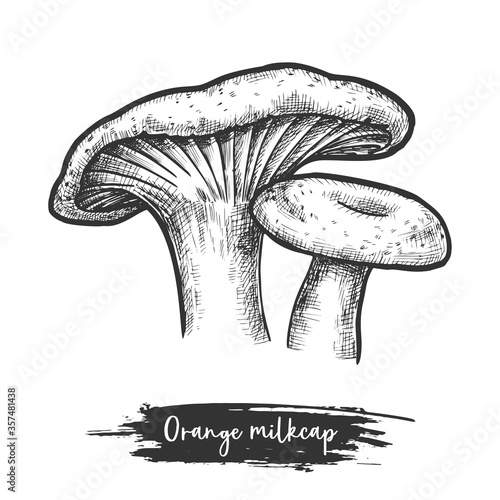 Orange milk cap mushroom vector illustration plant