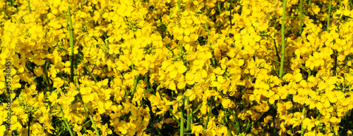 Beautiful field of yellow rape. A closeup photo of a rapeseed flower. Growing seeds of agricultural crops. Rapeseed oil. Spring, sunny landscape. Wallpaper of nature in Belarus. 