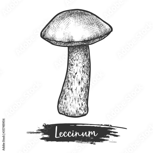 Hand drawn Leccinum mushroom vector illustration plant