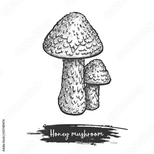 Honey mushroom sketch vector illustration design plant
