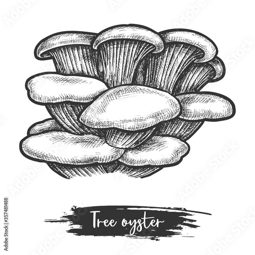 Vector sketch of pearl or tree oyster mushroom