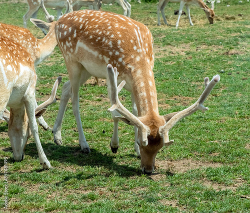 Persian Fallow deer or Dama Dama Mesopotamica Deer in Hamilton Safari, Ontario, Canada