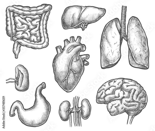 Set of isolated internal human organ sketch