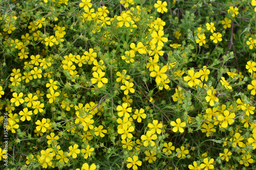 In nature grows potentilla