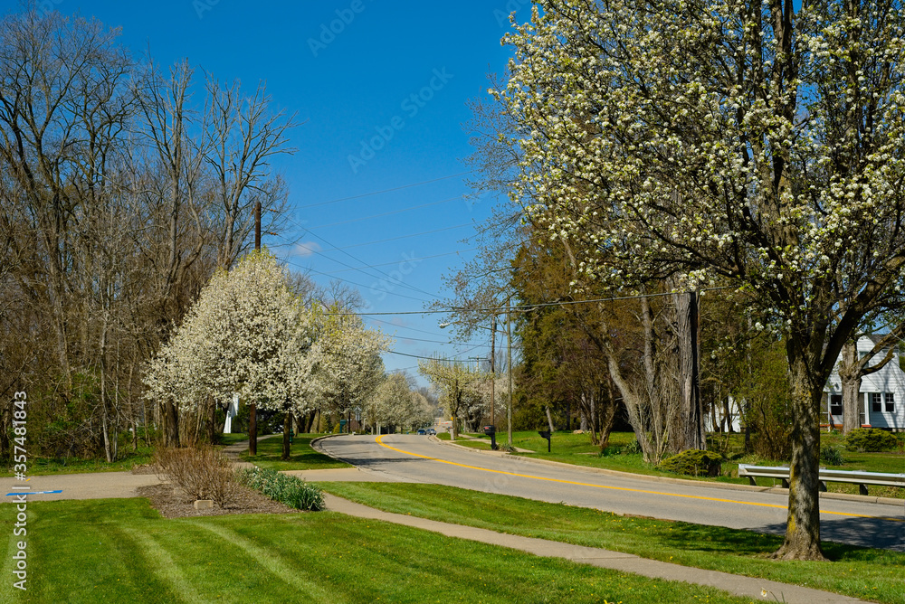 Roadside blossoming trees