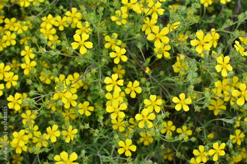 In nature grows potentilla In nature grows potentilla