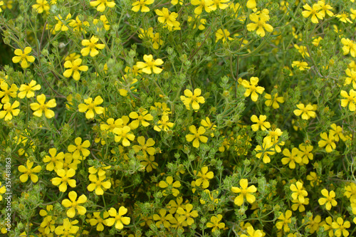 In nature grows potentilla