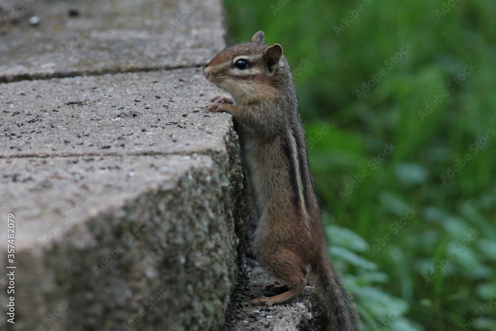 Fototapeta premium A Chipmunk Standing Against Bricks