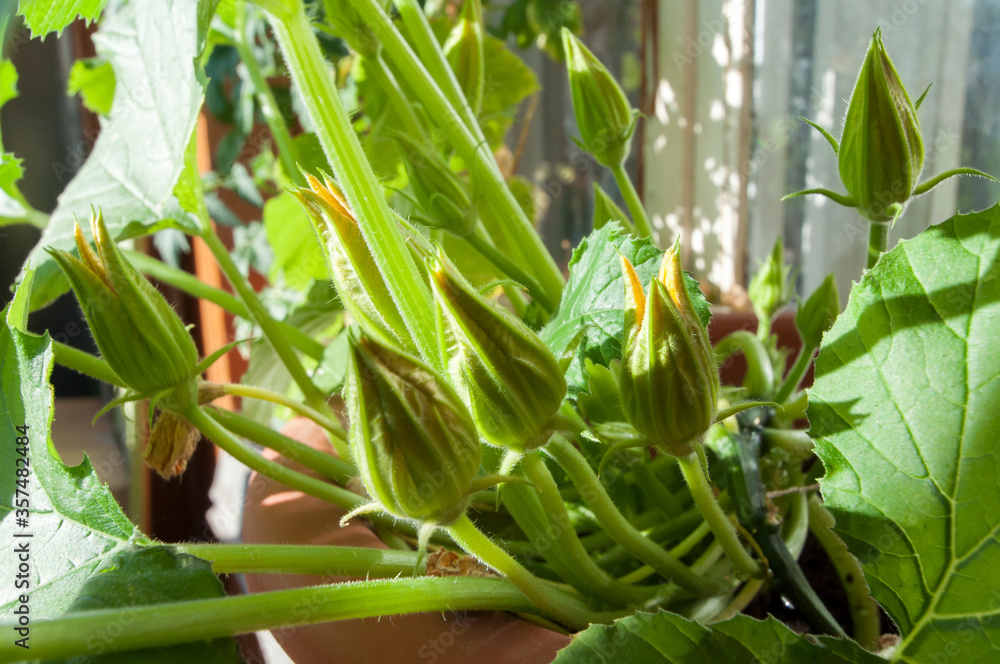 Obraz premium Buds of zucchini growing in a pot on the balcony