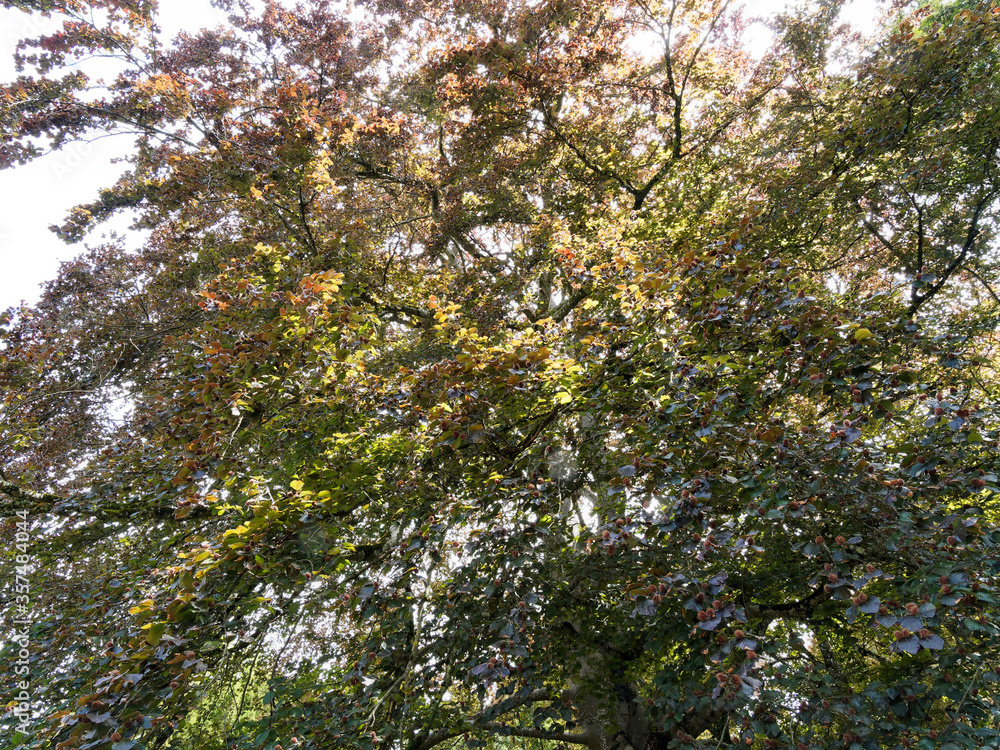 Fagus sylvatica purpurea, Sous un haut et vieux hêtre pourpre au tronc large, aux branches étalées et redressées, au feuillage pourpre Fagus sylvatica purpurea, Sous un haut et vieux hêtre pourpre au tronc large, aux branches étalées et redressées, au feuillage pourpre