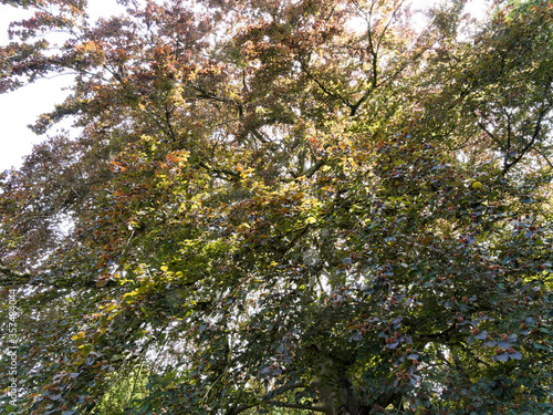 Fagus sylvatica purpurea, Sous un haut et vieux hêtre pourpre au tronc large, aux branches étalées et redressées, au feuillage pourpre