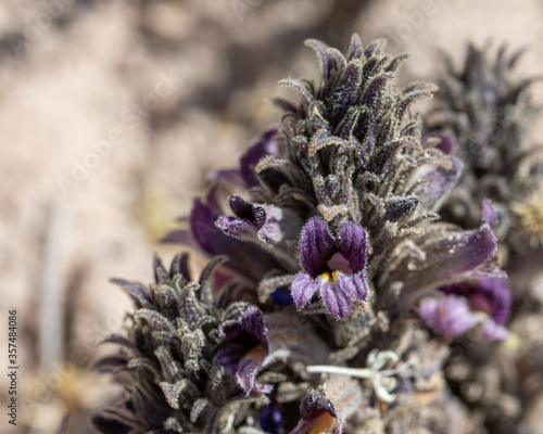 Desert broomrape (Orobanche cooperi) is a parasitic perennial plant with purple flowers