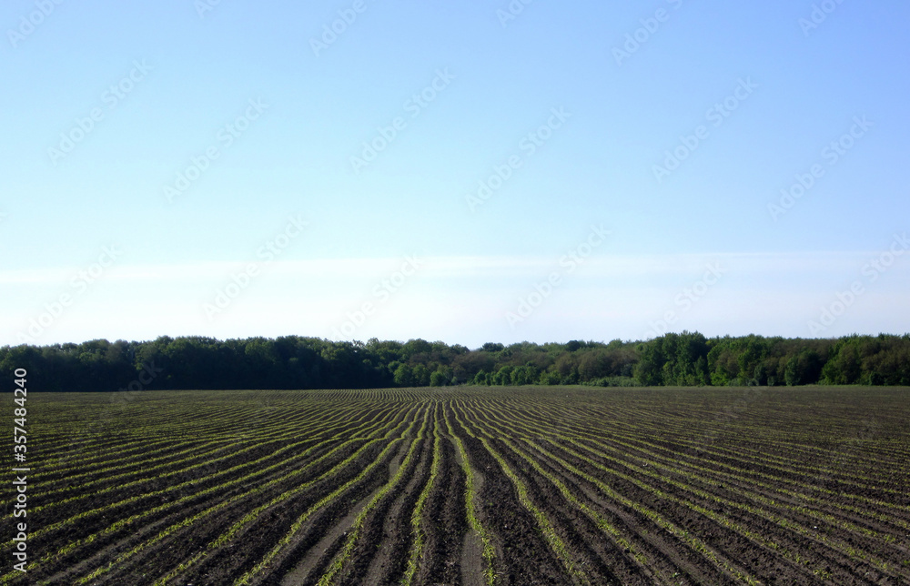 Plowed field for potato in brown soil on open countryside nature