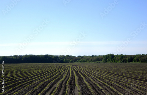Plowed field for potato in brown soil on open countryside nature