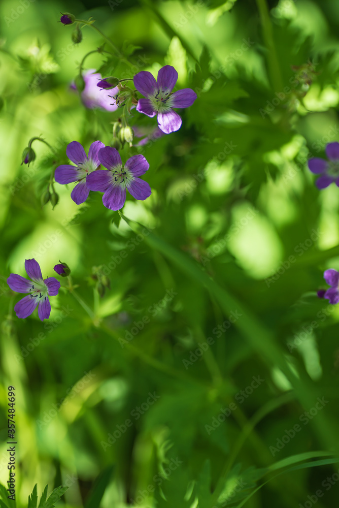 Midsummer flowers that bloom on meadows and after summer roads in the country in Sweden and are
