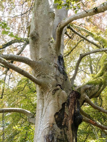 (Fagus sylvatica purpurea) Tronc centenaire d'un hêtre pourpre à écorce gris argentée à gris vert, lisse avec de petite fissures et cicatrisations aux branches couvertes de lichens photo