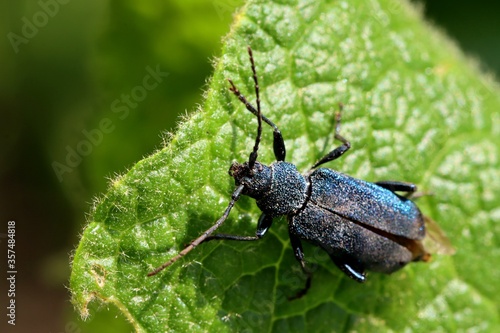 Blueish Purple Beetle (Callidium violaceum) sitting on a green leaf. Macro. photo