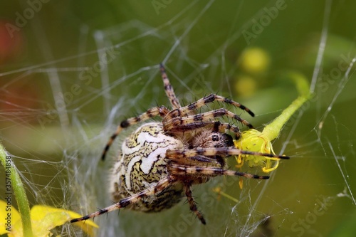 A beautiful specimen of a oak spider (Aculepeira ceropegia) in its web. Macro. photo