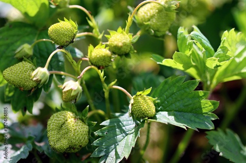 Sunlit bunch of unripe green strawberries. Close up.