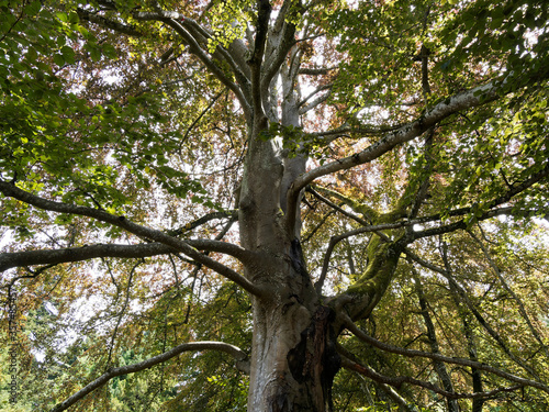 Fagus sylvatica purpurea, Sous un haut et vieux hêtre pourpre au tronc large, aux branches étalées et redressées, au feuillage pourpre et fructification mature 