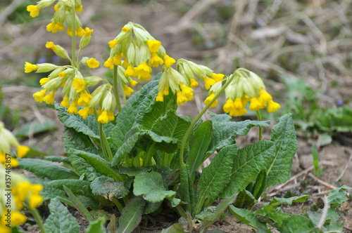 Canvastavla In spring, primrose (Primula veris) blooms in nature