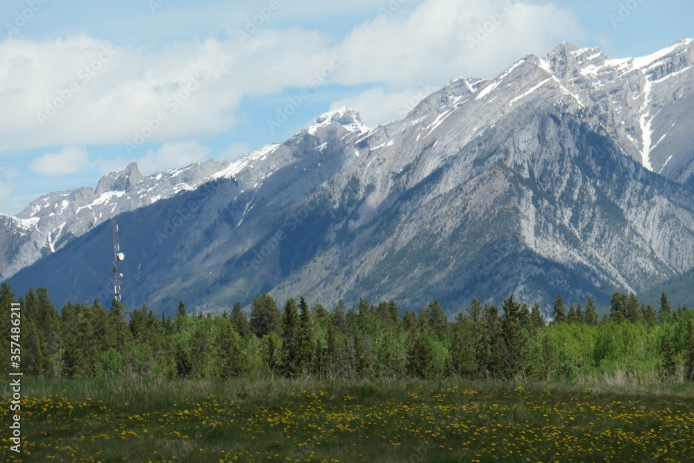Fototapeta premium Rocky Mountains and Grasslands with Evergreen Forest in Spring
