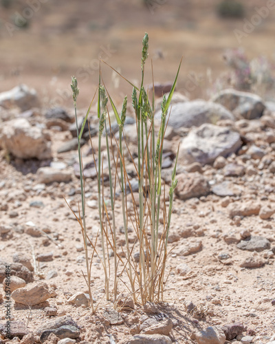 Beardless wheat hybrid cultivar (Triticum aestivum) an important agricultural cereal grain crop in the grass family