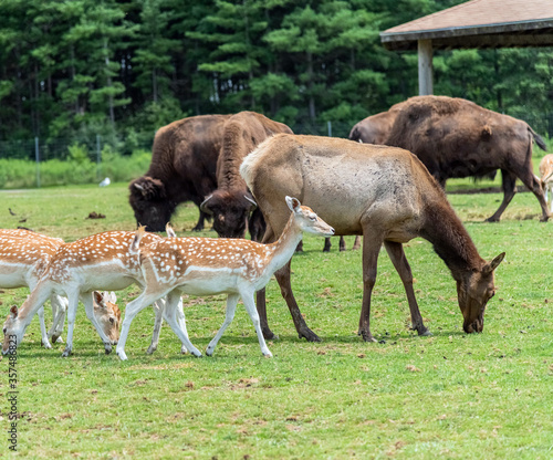 European Roe Deer in Hamilton Safari  Ontario  Canada 